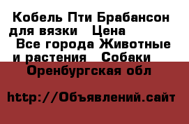 Кобель Пти Брабансон для вязки › Цена ­ 30 000 - Все города Животные и растения » Собаки   . Оренбургская обл.